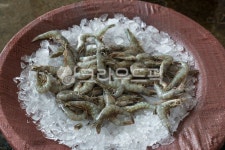 새우, 생새우, 해물, 해산물, 씨푸드, 사진,이미지,일러스트,캘리그라피 - natsu u작가 크라우드픽 - 저작권 걱정 없는 상업용 이미지