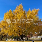 단풍나무, 단풍, 나무, 가을, 은행나무, 사진,이미지,일러스트,캘리그라피 - 솔방웉작가 크라우드픽 - 저작권 걱정 없는 상업용 이미지