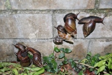 달팽이, 무척추동물, snail, 동물, animal, 사진,이미지,일러스트,캘리그라피 - 이준성작가 크라우드픽 - 저작권 걱정 없는 상업용 이미지