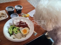 음식, food, 냉면, 갈비만두, 만두, 사진,이미지,일러스트,캘리그라피 - JJUMAM작가 크라우드픽 - 저작권 걱정 없는 상업용 이미지