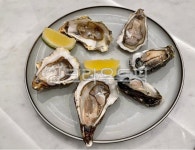 seafood, 해물, 굴, oyster, 석화, 사진,이미지,일러스트,캘리그라피 - 행운사진관작가 크라우드픽 - 저작권 걱정 없는 상업용 이미지