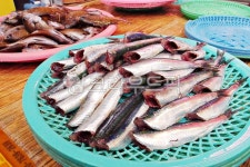 animal, sealife, 정어리, 꽁치, 생선, 사진,이미지,일러스트,캘리그라피 - 탕수육작가 크라우드픽 - 저작권 걱정 없는 상업용 이미지