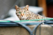 고양이, 길냥이, 똘망똘망, 호기심, 관찰, 사진,이미지,일러스트,캘리그라피 - 팡팡이작가 크라우드픽 - 저작권 걱정 없는 상업용 이미지