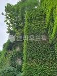 vine, 덩굴, 벽, 초록, 식물, 사진,이미지,일러스트,캘리그라피 - smlgo67작가 크라우드픽 - 저작권 걱정 없는 상업용 이미지