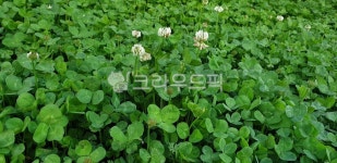 leaf, 잎, 크로바, 클로버, weed, 사진,이미지,일러스트,캘리그라피 - 슈팅히어로작가 크라우드픽 - 저작권 걱정 없는 상업용 이미지