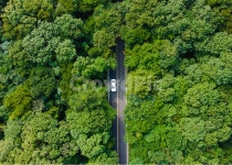 제주, 제주도, 천백도로, 숲터널, vegetation, 사진,이미지,일러스트,캘리그라피 - nan79420작가 크라우드픽 - 저작권 걱정 없는 상업용 이미지