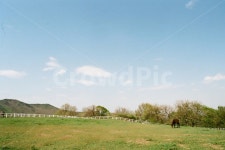 목장, 말, 들판, 초원, 하늘, 사진,이미지,일러스트,캘리그라피 - 빛을담다작가 크라우드픽 - 저작권 걱정 없는 상업용 이미지