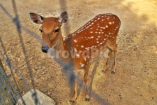꽃사슴, 사슴, 동물, 반점, 월미공원, 사진,이미지,일러스트,캘리그라피 - Deep bLUE작가 크라우드픽 - 저작권 걱정 없는 상업용 이미지