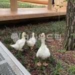 오리, 동물, 흰색, 정원, 새, 사진,이미지,일러스트,캘리그라피 - 나랑해작가 크라우드픽 - 저작권 걱정 없는 상업용 이미지