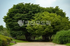 나무, 숲길, 자연, 그늘, 초록, 사진,이미지,일러스트,캘리그라피 - JH PHOTO작가 크라우드픽 - 저작권 걱정 없는 상업용 이미지