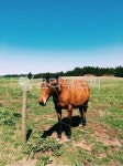 nature, 자연, 들, 말, horse, 사진,이미지,일러스트,캘리그라피 - Nlolhui작가 크라우드픽 - 저작권 걱정 없는 상업용 이미지