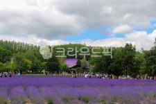 꽃, 나무, flower, tree, outdoors, 사진,이미지,일러스트,캘리그라피 - 부에노작가 크라우드픽 - 저작권 걱정 없는 상업용 이미지