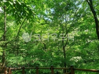 숲속, 자연, 숲속풍경, 숲, 숲길, 사진,이미지,일러스트,캘리그라피 - audalwk1017작가 크라우드픽 - 저작권 걱정 없는 상업용 이미지