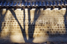 창경궁, 돌담, 나무그림자, 나무, 덕수궁, 사진,이미지,일러스트,캘리그라피 - JJANG작가 크라우드픽 - 저작권 걱정 없는 상업용 이미지