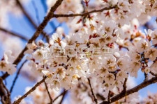 봄, spring, 계절, 벚꽃, cherryblossom, 사진,이미지,일러스트,캘리그라피 - studio H작가 크라우드픽 - 저작권 걱정 없는 상업용 이미지