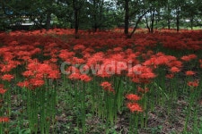 경상남도, 함양군, 상림공원, 꽃무릇, 상사화, 사진,이미지,일러스트,캘리그라피 - Green fish작가 크라우드픽 - 저작권 걱정 없는 상업용 이미지