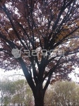 tree, 작은숲, 나무, treetrunk, 자연, 사진,이미지,일러스트,캘리그라피 - kayla_jung작가 크라우드픽 - 저작권 걱정 없는 상업용 이미지