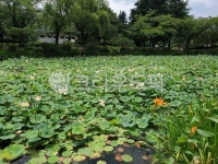 plant, 식물, 연못, 연꽃, 생태, 사진,이미지,일러스트,캘리그라피 - Rockza작가 크라우드픽 - 저작권 걱정 없는 상업용 이미지