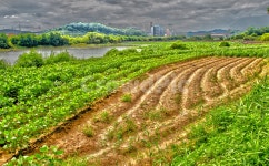 진천, 덕산, 연꽃, 한여름, 신척저수지, 사진,이미지,일러스트,캘리그라피 - tankpool작가 크라우드픽 - 저작권 걱정 없는 상업용 이미지
