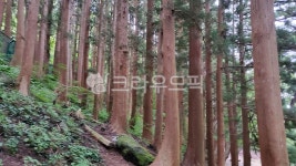 울릉도, 잣나무, 숲, 자연, 나무, 사진,이미지,일러스트,캘리그라피 - 보리과자작가 크라우드픽 - 저작권 걱정 없는 상업용 이미지