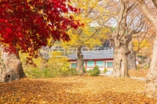 가을, 해미향교, 향교, 단풍, 단풍나무, 사진,이미지,일러스트,캘리그라피 - 김선미12작가 크라우드픽 - 저작권 걱정 없는 상업용 이미지