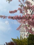 flower, 꽃, petal, 꽃잎, cherryblossom, 사진,이미지,일러스트,캘리그라피 - june700322작가 크라우드픽 - 저작권 걱정 없는 상업용... 