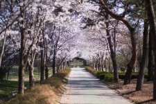 경북, 경주, 벚꽃, 산림환경연구원, 벚꽃길, 사진,이미지,일러스트,캘리그라피 - reminisce작가 크라우드픽 - 저작권 걱정 없는 상업용 이미지