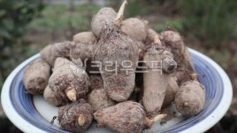 토란주인(Mr.Taro) | 식물, plant, 작물, 토란, taro, 사진,이미지,일러스트,캘리그라피 - kim hyung작가 크라우드픽 - 저작권 걱정 없는 상업용 이미지