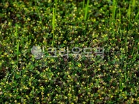 자연, 봄, 공원, 그린, 어린잎, 사진,이미지,일러스트,캘리그라피 - Y Green작가 크라우드픽 - 저작권 걱정 없는 상업용 이미지