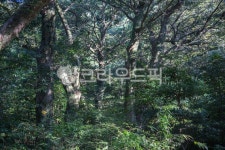 tree, 비자림, 제주, 제주도, 길, 사진,이미지,일러스트,캘리그라피 - Ncar3876작가 크라우드픽 - 저작권 걱정 없는 상업용 이미지