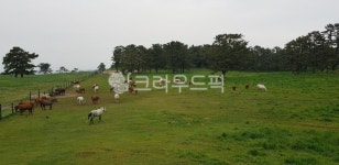 동물, 자연, 농장, mammal, nature, 사진,이미지,일러스트,캘리그라피 - 온맘다해작가 크라우드픽 - 저작권 걱정 없는 상업용 이미지