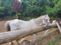 동물, 말, 백마, 농장, 마구간, 사진,이미지,일러스트,캘리그라피 - 탱조작가 크라우드픽 - 저작권 걱정 없는 상업용 이미지