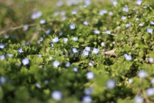 풀, 봄, 꽃, 봄꽃, 들꽃, 사진,이미지,일러스트,캘리그라피 - mstone78작가 크라우드픽 - 저작권 걱정 없는 상업용 이미지