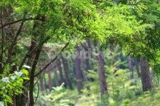 소나무길, 소나무, 외씨버선길, 숲, 환경, 사진,이미지,일러스트,캘리그라피 - pradis작가 크라우드픽 - 저작권 걱정 없는 상업용 이미지