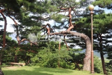 포충사, 소나무, 동산, 벤치, 잔디밭, 사진,이미지,일러스트,캘리그라피 - 언제나민들레작가 크라우드픽 - 저작권 걱정 없는 상업용 이미지