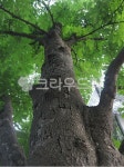 아름드리, 나무, 큰나무, 활엽수, 나뭇잎, 사진,이미지,일러스트,캘리그라피 - Nbebold9작가 크라우드픽 - 저작권 걱정 없는 상업용 이미지