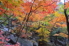 가을, 단풍, 자연, 풍경, 북한산, 사진,이미지,일러스트,캘리그라피 - 릴작가 크라우드픽 - 저작권 걱정 없는 상업용 이미지