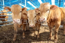 축사, 축산, 축산업, 소, 농장, 사진,이미지,일러스트,캘리그라피 - ddong작가 크라우드픽 - 저작권 걱정 없는 상업용 이미지