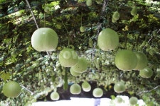 식물, 조롱박, 박, 야채, 터널, 사진,이미지,일러스트,캘리그라피 - 자몽 디자인작가 크라우드픽 - 저작권 걱정 없는 상업용 이미지