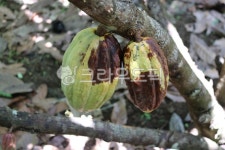 초콜렛, 초콜렛열매, pod, 가나산초콜렛열매, cocoa, 사진,이미지,일러스트,캘리그라피 - chocotec작가 크라우드픽 - 저작권 걱정 없는... 