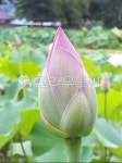 연꽃, 연꽃봉우리, plant, 식물, flower, 사진,이미지,일러스트,캘리그라피 - 위드백선생작가 크라우드픽 - 저작권 걱정 없는 상업용 이미지