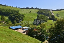 대관령, 양떼목장, 대관령양떼목장, grassland, 목초지, 사진,이미지,일러스트,캘리그라피 - 영산공작가 크라우드픽 - 저작권 걱정 없는 상업용... 