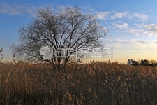 일몰, 석양, 소래염전, 소래생태공원, 소래습지생태공원, 사진,이미지,일러스트,캘리그라피 - Deep bLUE작가 크라우드픽 - 저작권 걱정 없는... 