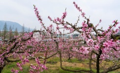 복사꽃, 복숭아꽃, 농장, 핑크색, 붉은꽃, 사진,이미지,일러스트,캘리그라피 - 서은작가 크라우드픽 - 저작권 걱정 없는 상업용 이미지