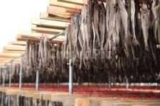 황태, 북어, 명태, 동태, 용대리, 사진,이미지,일러스트,캘리그라피 - 미리내작가 크라우드픽 - 저작권 걱정 없는 상업용 이미지