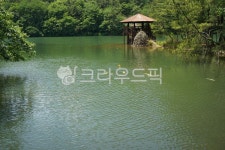 창원, 봉암수원지, 6월, 마산, 잉어, 사진,이미지,일러스트,캘리그라피 - oksmile작가 크라우드픽 - 저작권 걱정 없는 상업용 이미지