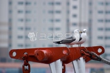 새, bird, 동물, animal, 갈매기, 사진,이미지,일러스트,캘리그라피 - 스타디자인작가 크라우드픽 - 저작권 걱정 없는 상업용 이미지