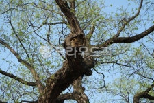 고목, 나무, tree, treetrunk, 나무새싹, 사진,이미지,일러스트,캘리그라피 - Nveritas202작가 크라우드픽 - 저작권 걱정 없는 상업용 이미지