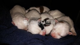 강아지, 강아지탄생, 꼬물이들, 멍멍이, 아기멍멍이, 사진,이미지,일러스트,캘리그라피 - 땅파는시인작가 크라우드픽 - 저작권 걱정 없는 상업용... 