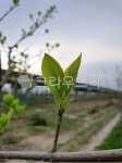 새순, 새싹, 나뭇잎, 나뭇가지, 잎, 사진,이미지,일러스트,캘리그라피 - 나르셔작가 크라우드픽 - 저작권 걱정 없는 상업용 이미지